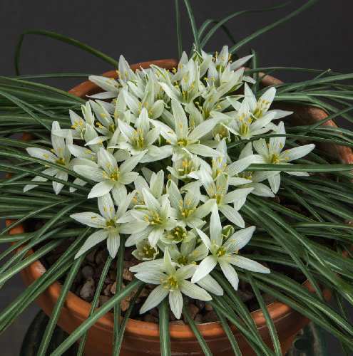 Ornithogalum sibthorpii